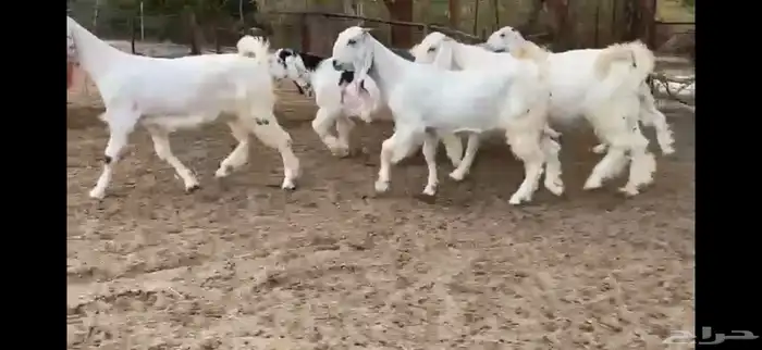 للبيع 6 جفار بيض نوادر بفحلها 22