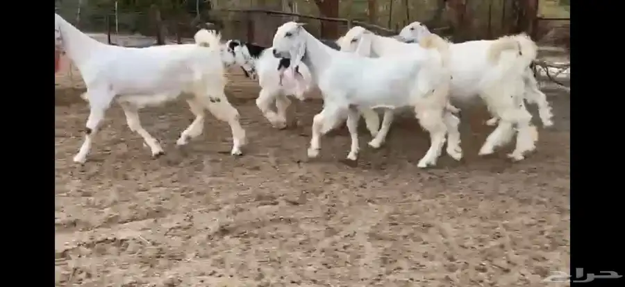 للبيع 6 جفار بيض نوادر بفحلها 22
