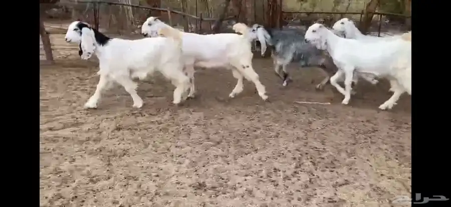 للبيع 6 جفار بيض نوادر بفحلها 11