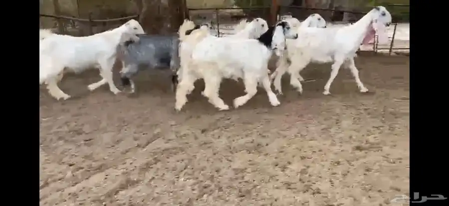 للبيع 6 جفار بيض نوادر بفحلها 7