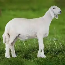طلي 0