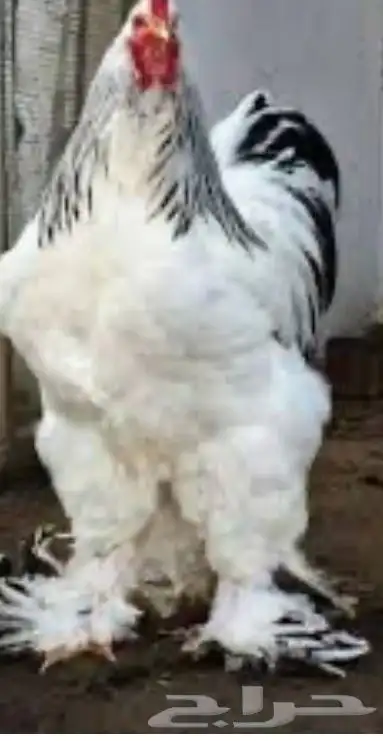 دجاج براهما 0