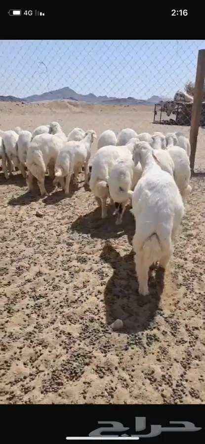 بهم للبيع 0