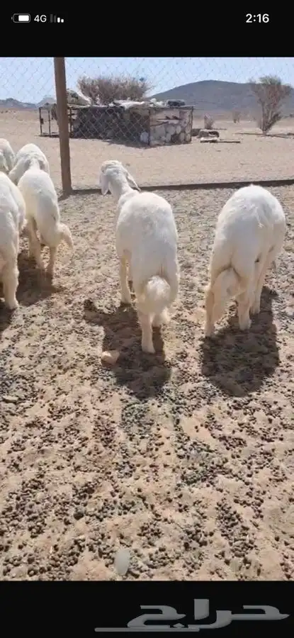 بهم للبيع 1