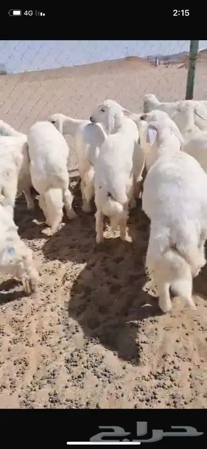 بهم للبيع 2
