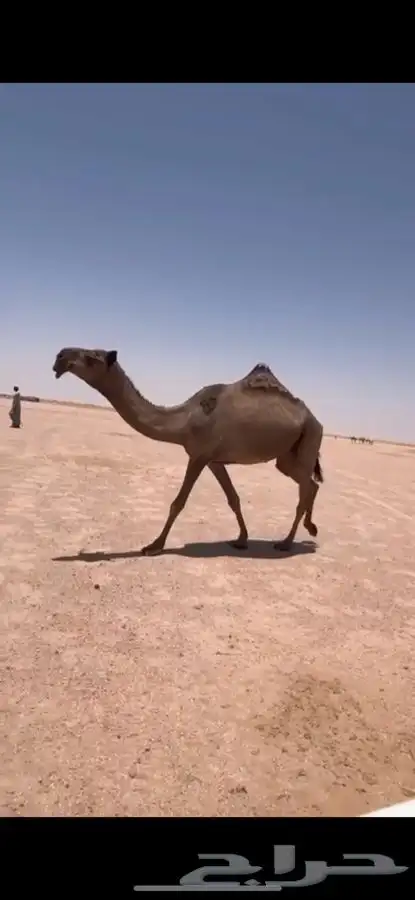 للبيع بكره صفرا ثنيه كفووو 0