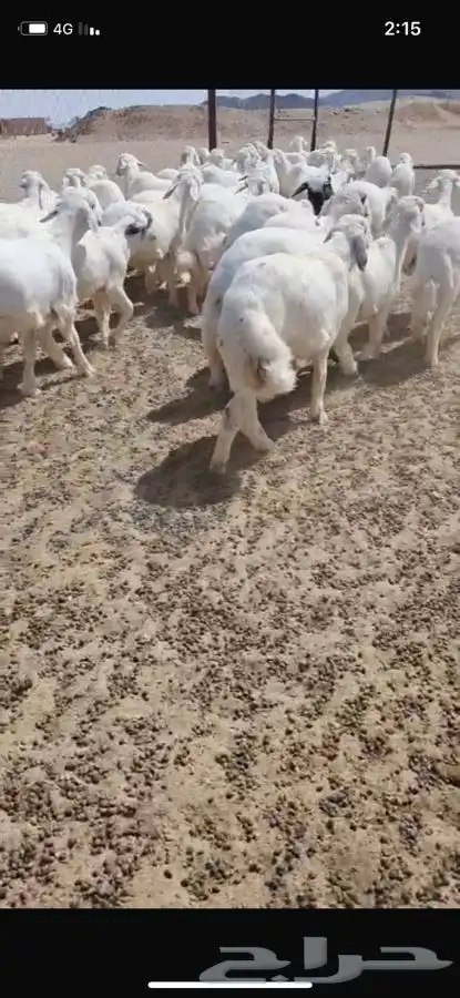 بهم للبيع 5