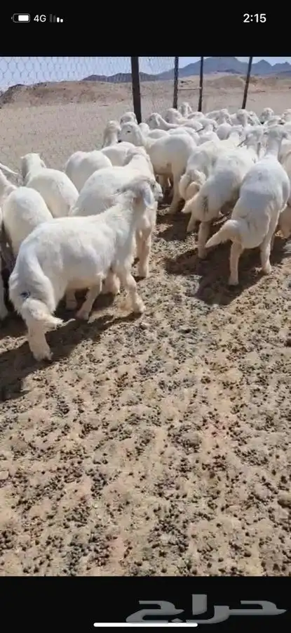 بهم للبيع 3
