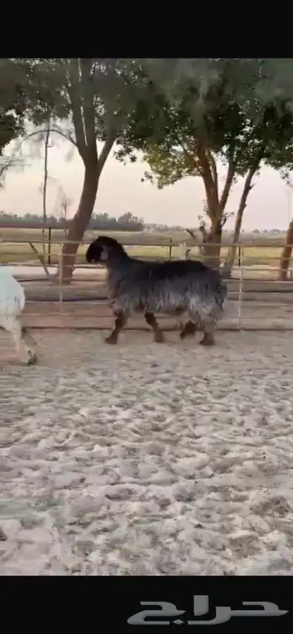فحل عربي 2