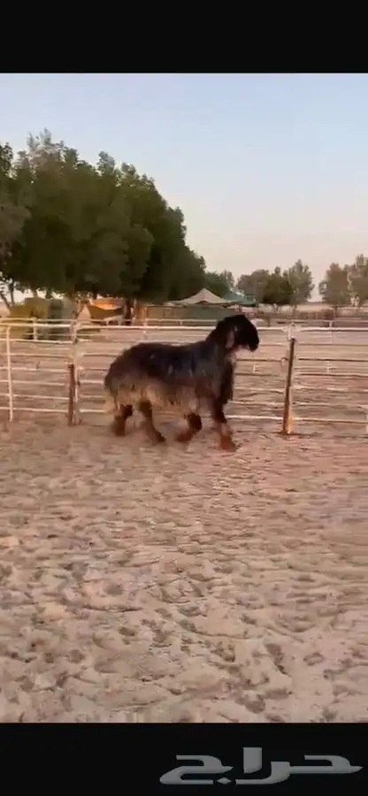 فحل عربي 5