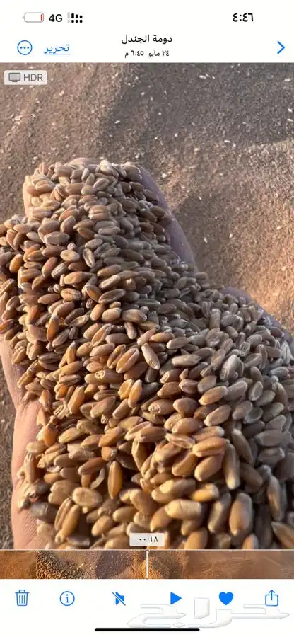 قمح طيب ونظيف لاصحاب المطاحن 5