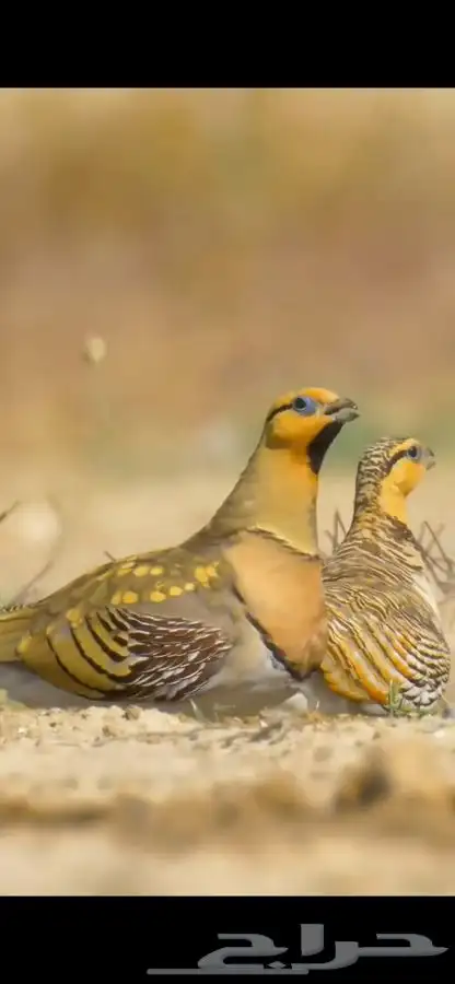 نغاق 1