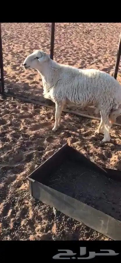 خروف فحل طيب جذع حري الموقع الشملي 0