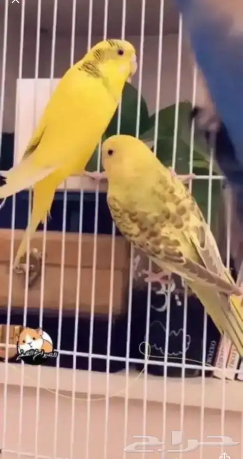 باجي 1