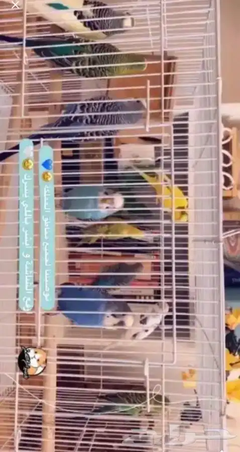باجي 2