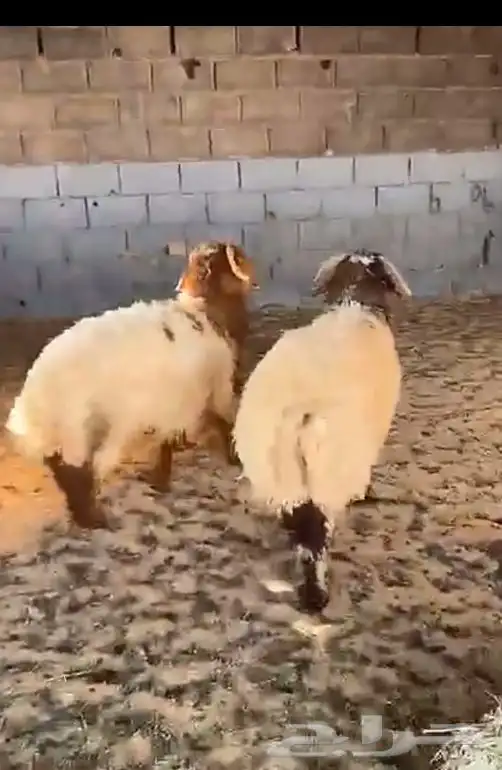 غنم نعيم فل شحممم 0