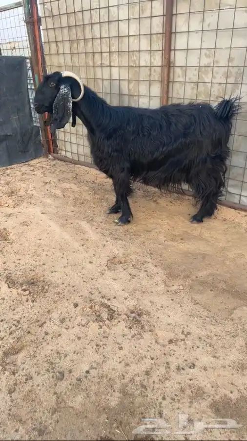 عنز ثلاجه مقفله شحم 2
