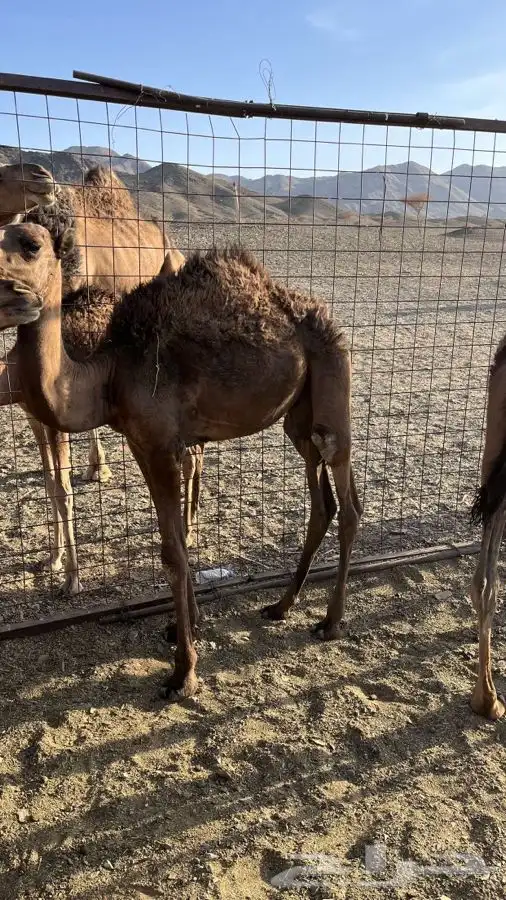 للبيع حشو جزر قريب ميدان العيص 0