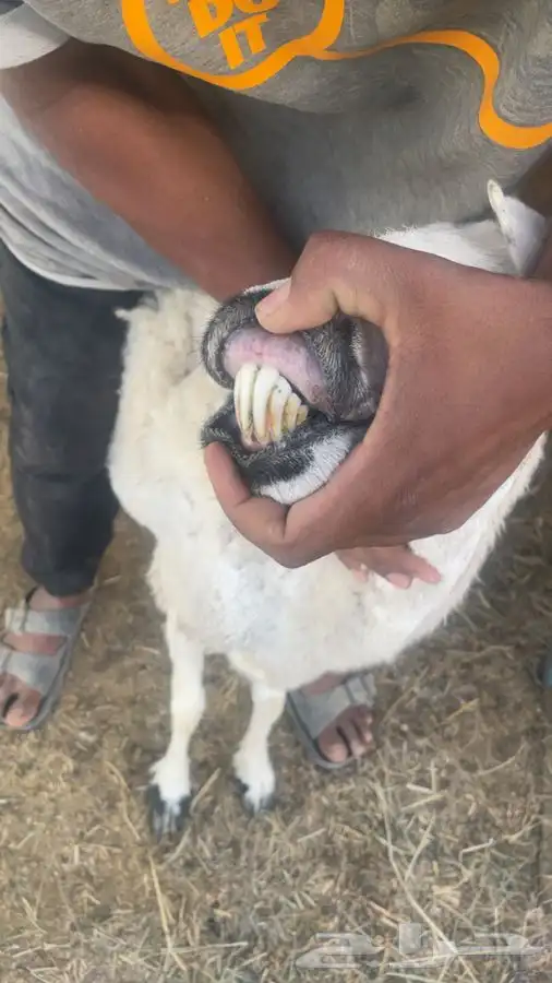 حريات حرش 4