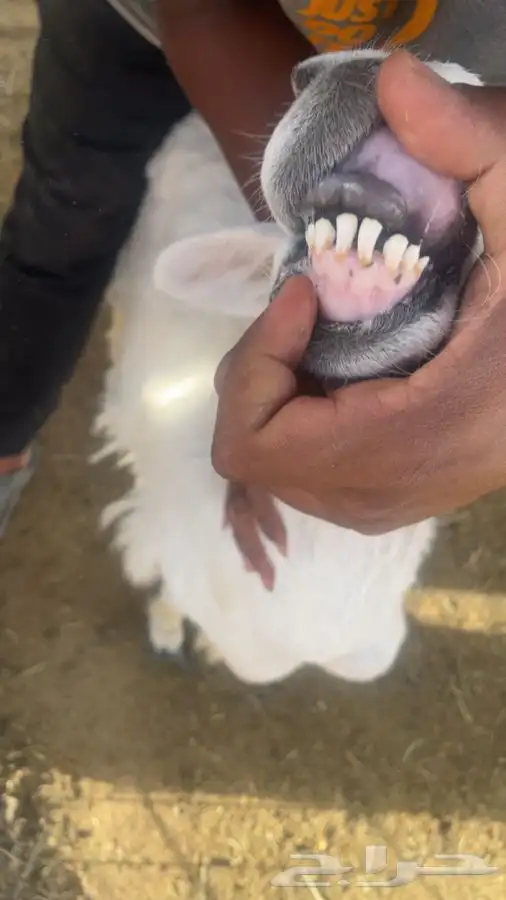 حريات حرش 5