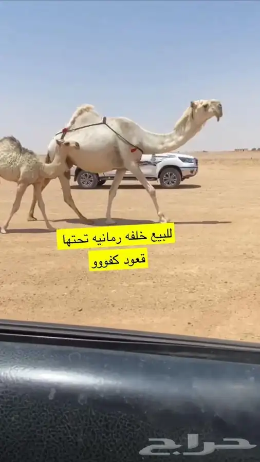 البيع الخلفه 0