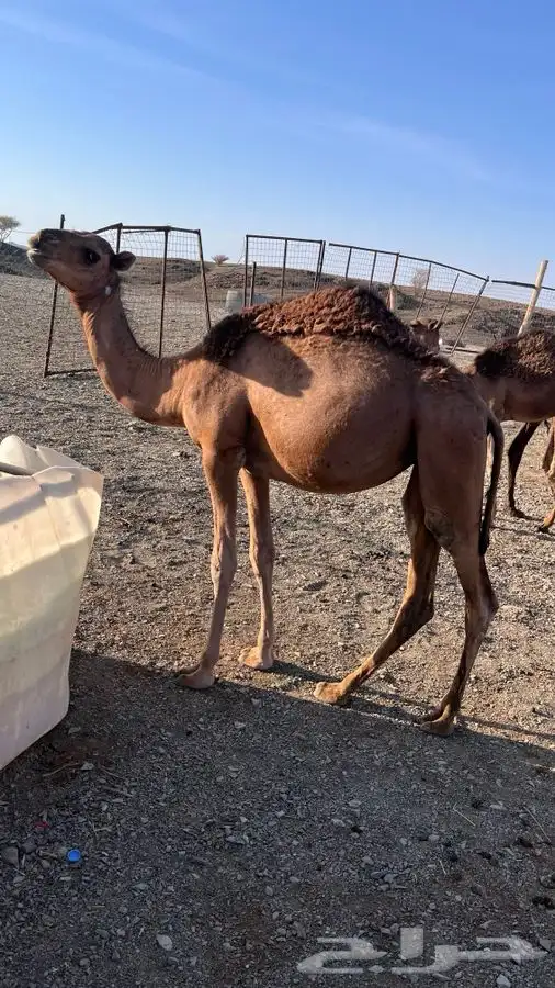 للبيع حشو جزر قريب ميدان العيص 1