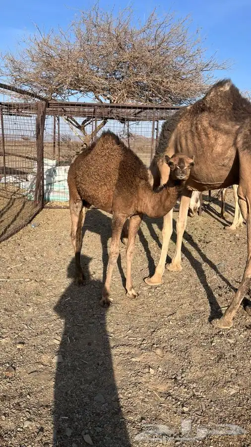 للبيع حشو جزر قريب ميدان العيص 3