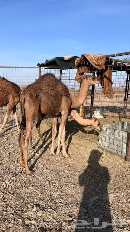 للبيع حشو جزر قريب ميدان العيص 2