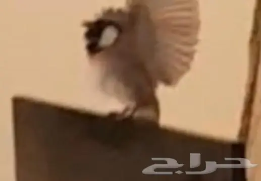 بلبل اليف تربيه ( تم البيع ) 1