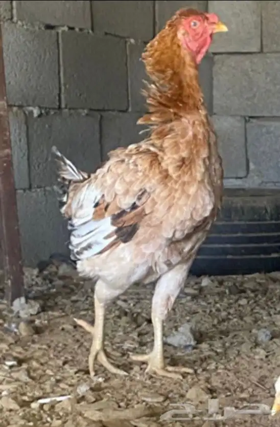 دجاجه سندي للبيع. 0