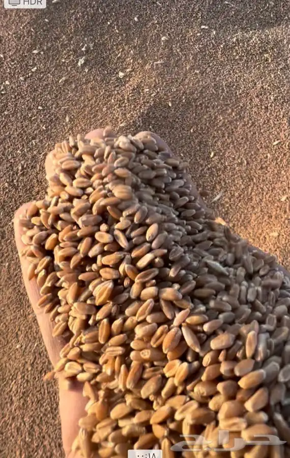 قمح طيب ونظيف لاصحاب المطاحن 2