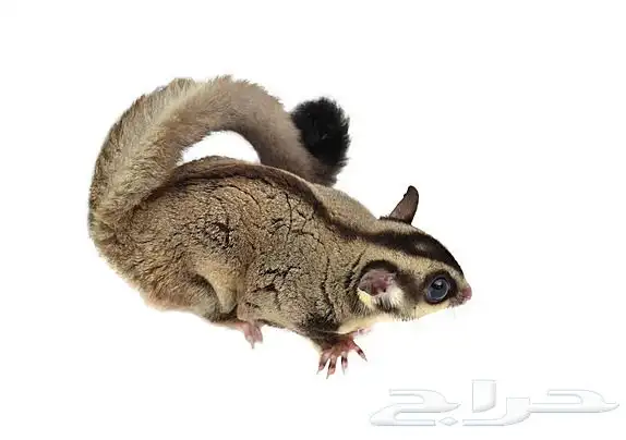 سنجاب طائر للبيع معه قفص ومعه اكله 0