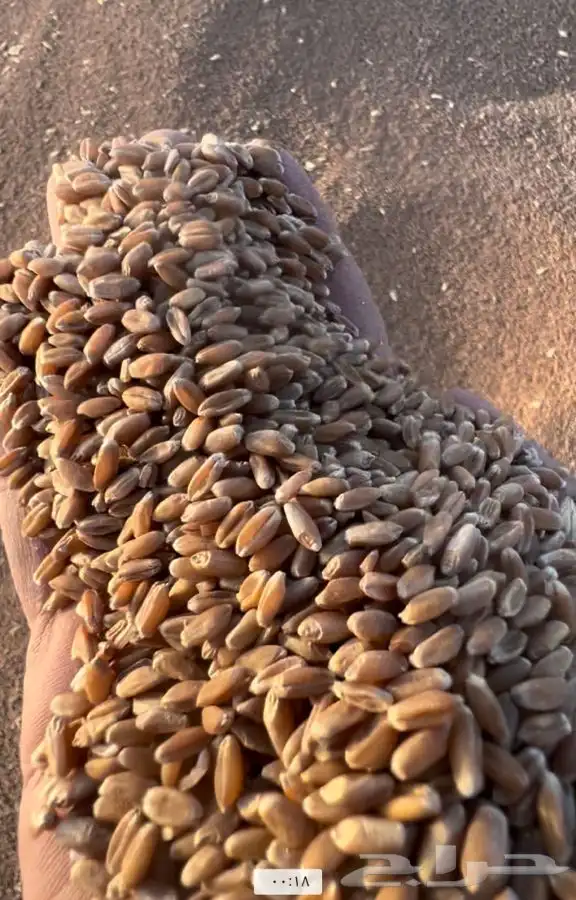 قمح طيب ونظيف لاصحاب المطاحن 4