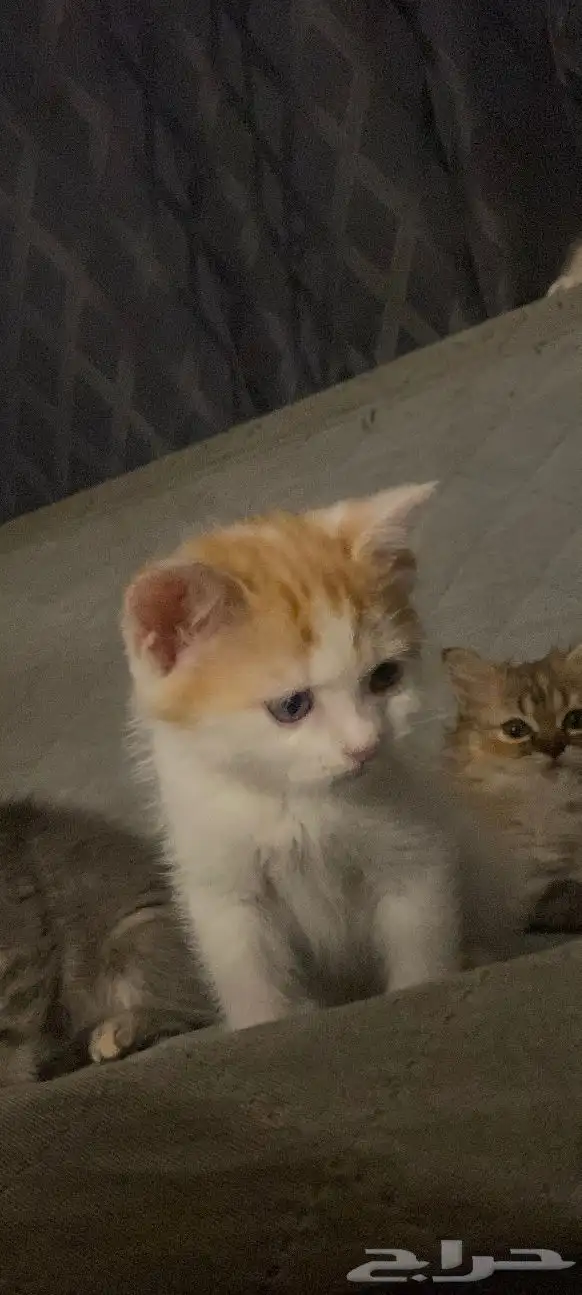 قطط 1