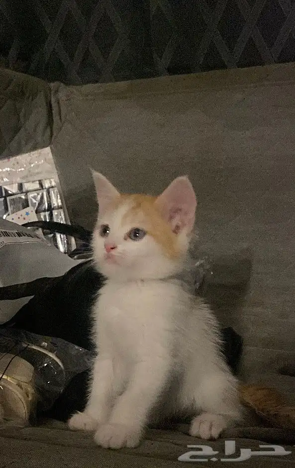 قطط 0