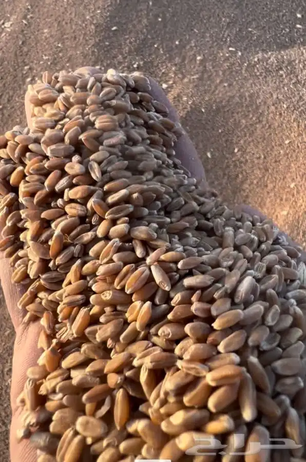 قمح طيب ونظيف لاصحاب المطاحن 3
