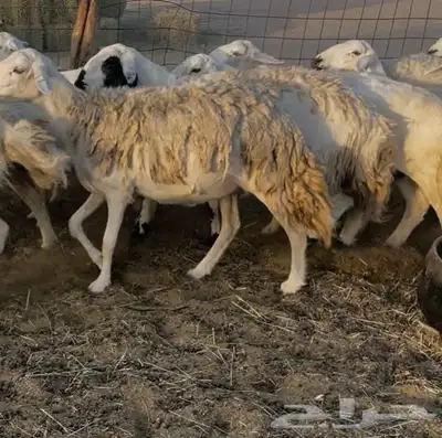 غنم دفيع ومقاريب 5