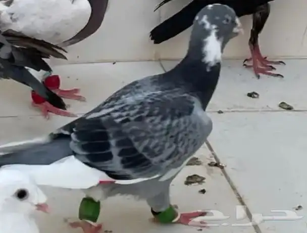 للبيع حمام ابلق تركي 1