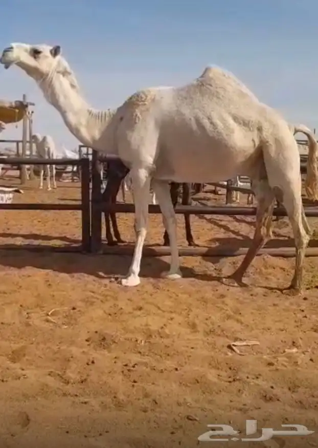 ناقه شقحاء طيبه لقحه سننها توها شاقه 0