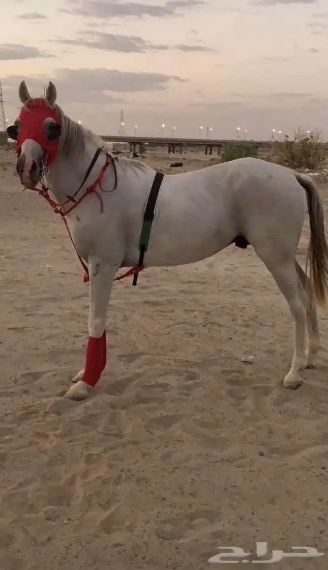 حصان 2