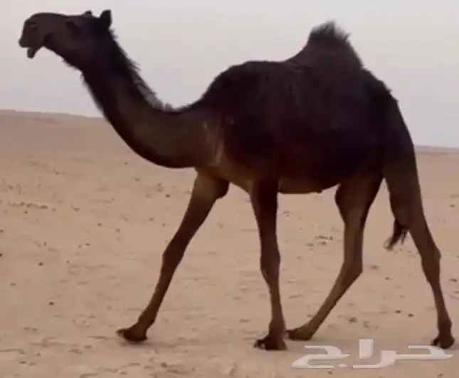 مجهم مفروده طيبه جدا وسليمه العذاريب 0