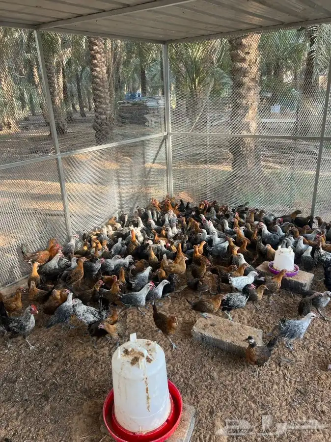 صوص دجاج فيومي وبلدي 2
