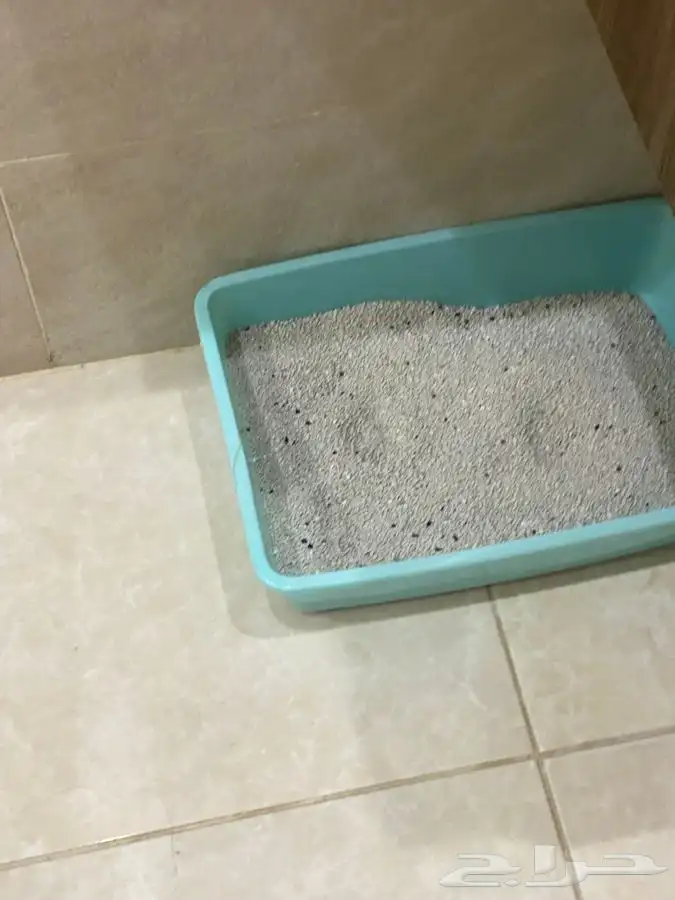 قطة لتبني لعوبة ولطيفة 2
