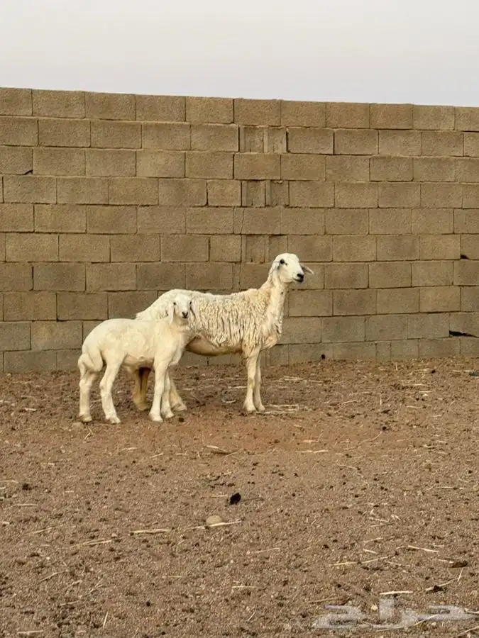 حرية والد 1