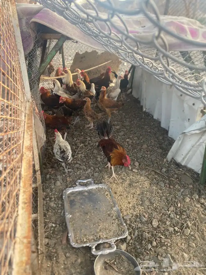 دجاج 2