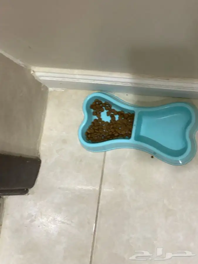 قطة لتبني لعوبة ولطيفة 3