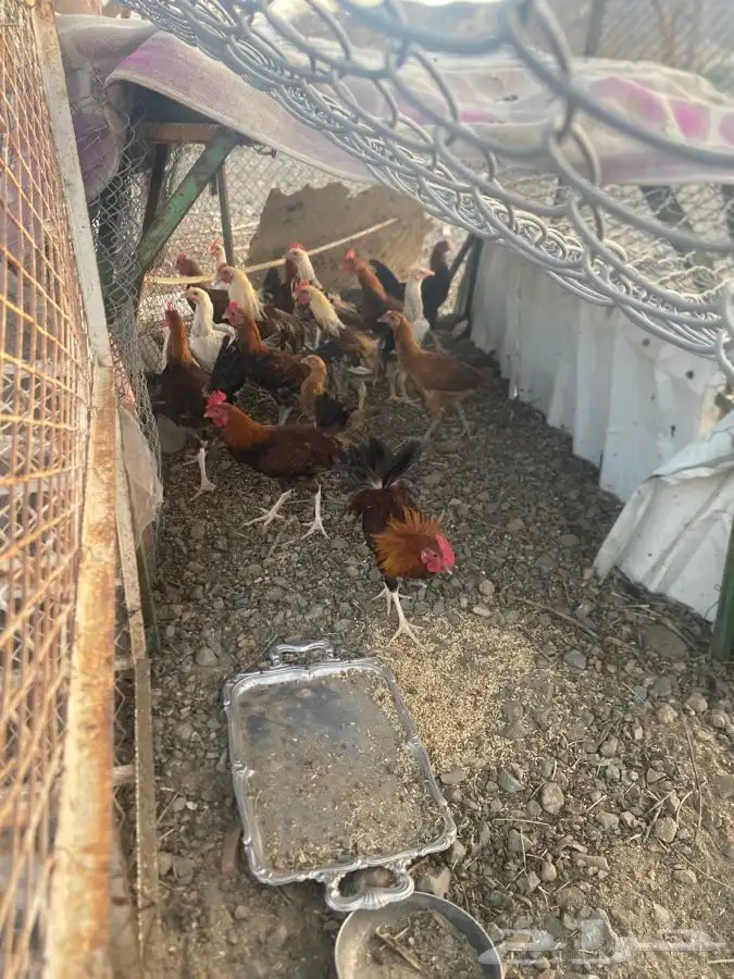 دجاج 1