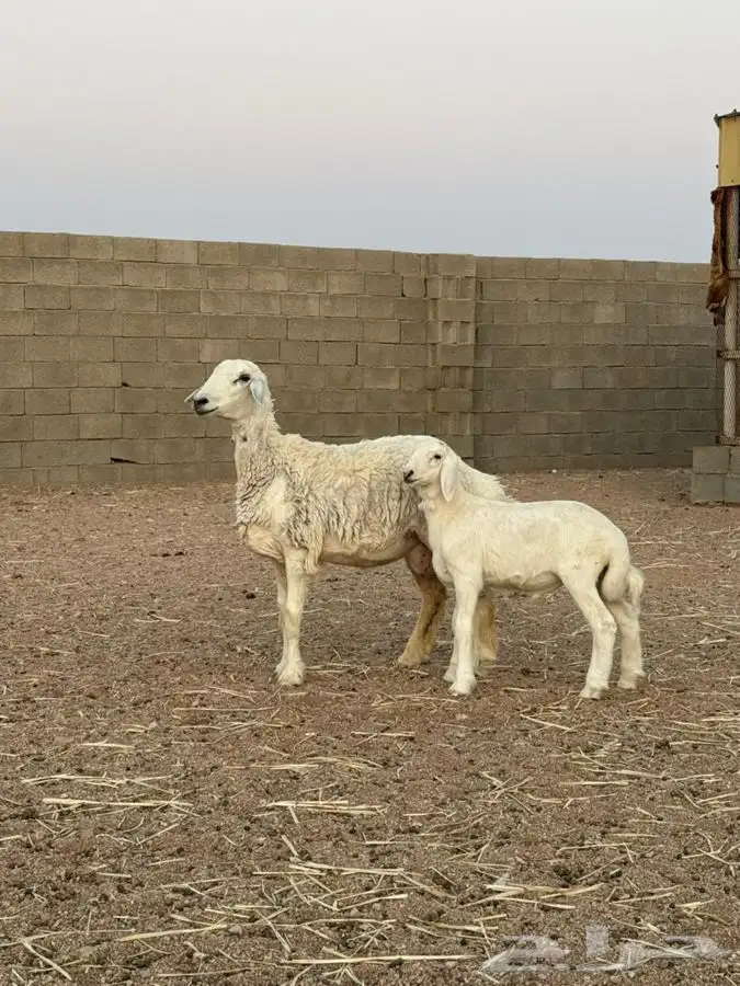 حرية والد 0