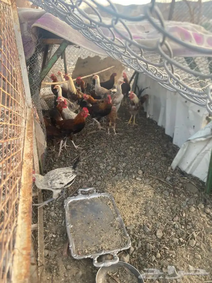 دجاج 0