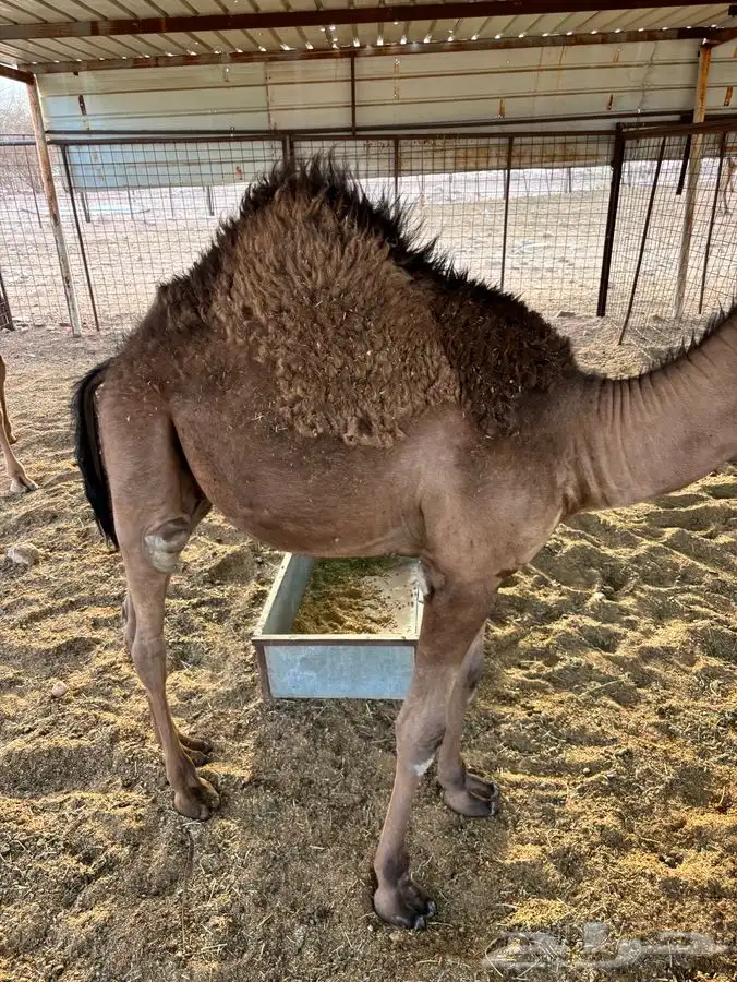 حاشي. للبيع 3